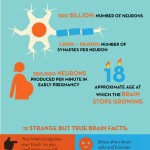 Fascinating Facts About the Human Brain