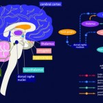 Brain Areas Affected by Generalized Anxiety Disorder