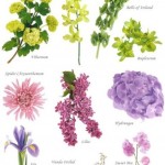 The Flowers for your Wedding